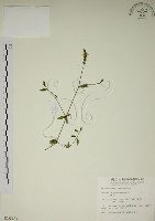 爵床藏品圖，第1張