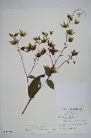 假酸漿藏品圖，第1張