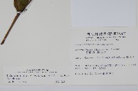 假酸漿藏品圖，第2張