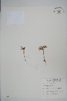 鳳仙花藏品圖，第1張