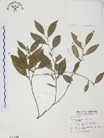 柚葉藤藏品圖，第1張