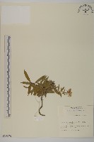 臺灣馬蘭藏品圖，第1張