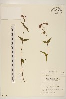 登錄號:S010173藏品圖，第1張