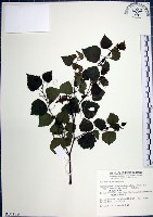 漢氏山葡萄藏品圖，第1張