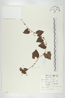 黑果馬交兒藏品圖，第1張