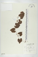 黑果馬交兒藏品圖，第1張