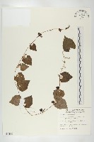 黑果馬交兒藏品圖，第1張