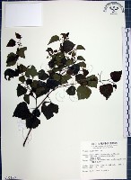 漢氏山葡萄藏品圖，第1張