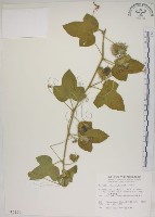 毛西番蓮藏品圖，第1張