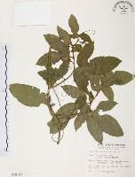 西番蓮、百香果藏品圖，第1張