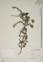 越橘葉蔓榕藏品圖，第1張