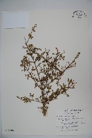 川上氏忍冬藏品圖，第1張