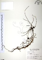 無根草藏品圖，第1張