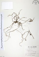 無根草藏品圖，第1張