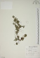 越橘葉蔓榕藏品圖，第1張