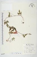 銳葉牽牛藏品圖，第1張