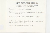 銳葉牽牛藏品圖，第2張