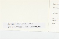 銳葉牽牛藏品圖，第3張