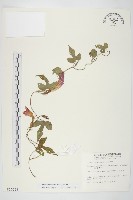 銳葉牽牛藏品圖，第1張