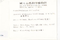 銳葉牽牛藏品圖，第2張