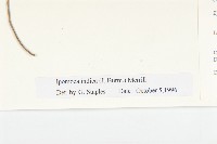 銳葉牽牛藏品圖，第3張