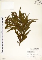 相思樹藏品圖，第1張