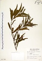 相思樹藏品圖，第1張