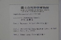 忍冬、金銀花藏品圖，第2張