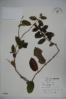 忍冬、金銀花藏品圖，第1張