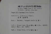 忍冬、金銀花藏品圖，第2張