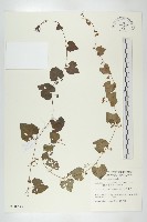 黑果馬交兒藏品圖，第1張