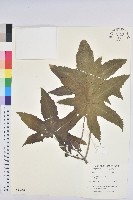 蓖麻藏品圖，第1張