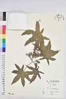 蓖麻藏品圖，第1張