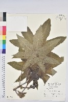 蓖麻藏品圖，第1張