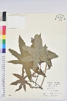 蓖麻藏品圖，第1張