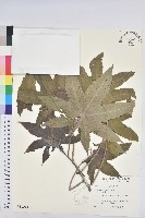 蓖麻藏品圖，第1張