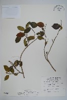 武靴藤藏品圖，第1張