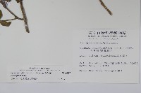 武靴藤藏品圖，第2張