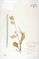 臺灣青木香藏品圖，第1張