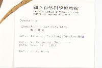 貓兒菊藏品圖，第2張