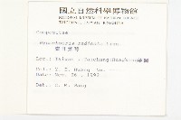 貓兒菊藏品圖，第2張