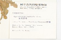貓兒菊藏品圖，第2張