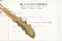 貓兒菊藏品圖，第2張