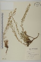 高山艾藏品圖，第1張