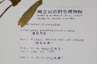 腺萼馬藍藏品圖，第2張