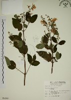 大葉溲疏藏品圖，第1張