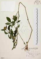 臺灣鱗球花藏品圖，第1張