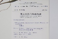 盾果草藏品圖，第2張