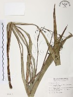 桔梗蘭藏品圖，第1張