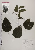 菊花木藏品圖，第1張